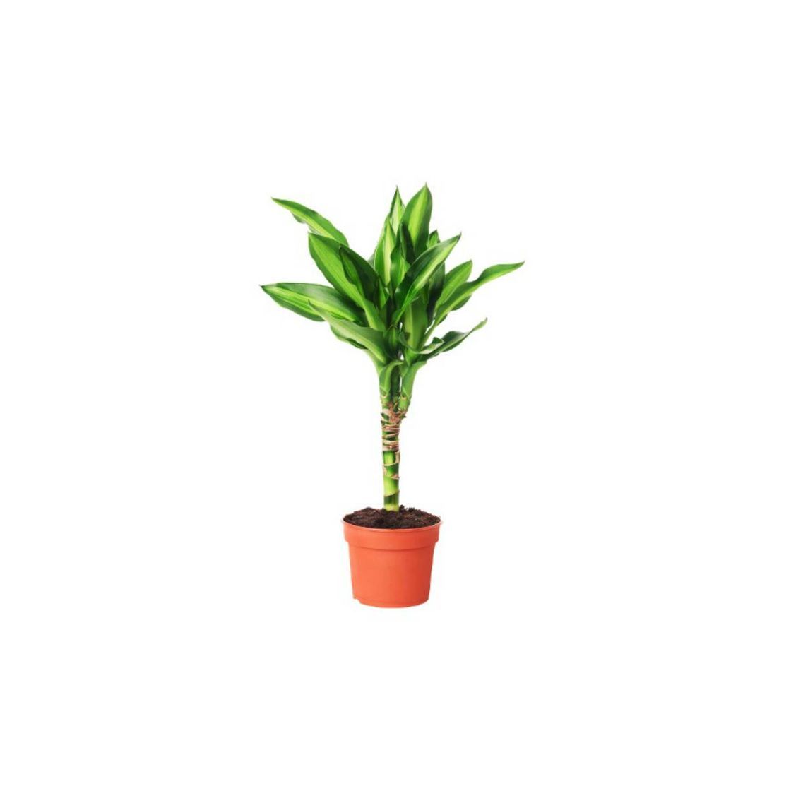 Product PLANTA IKEA • DRACAENA