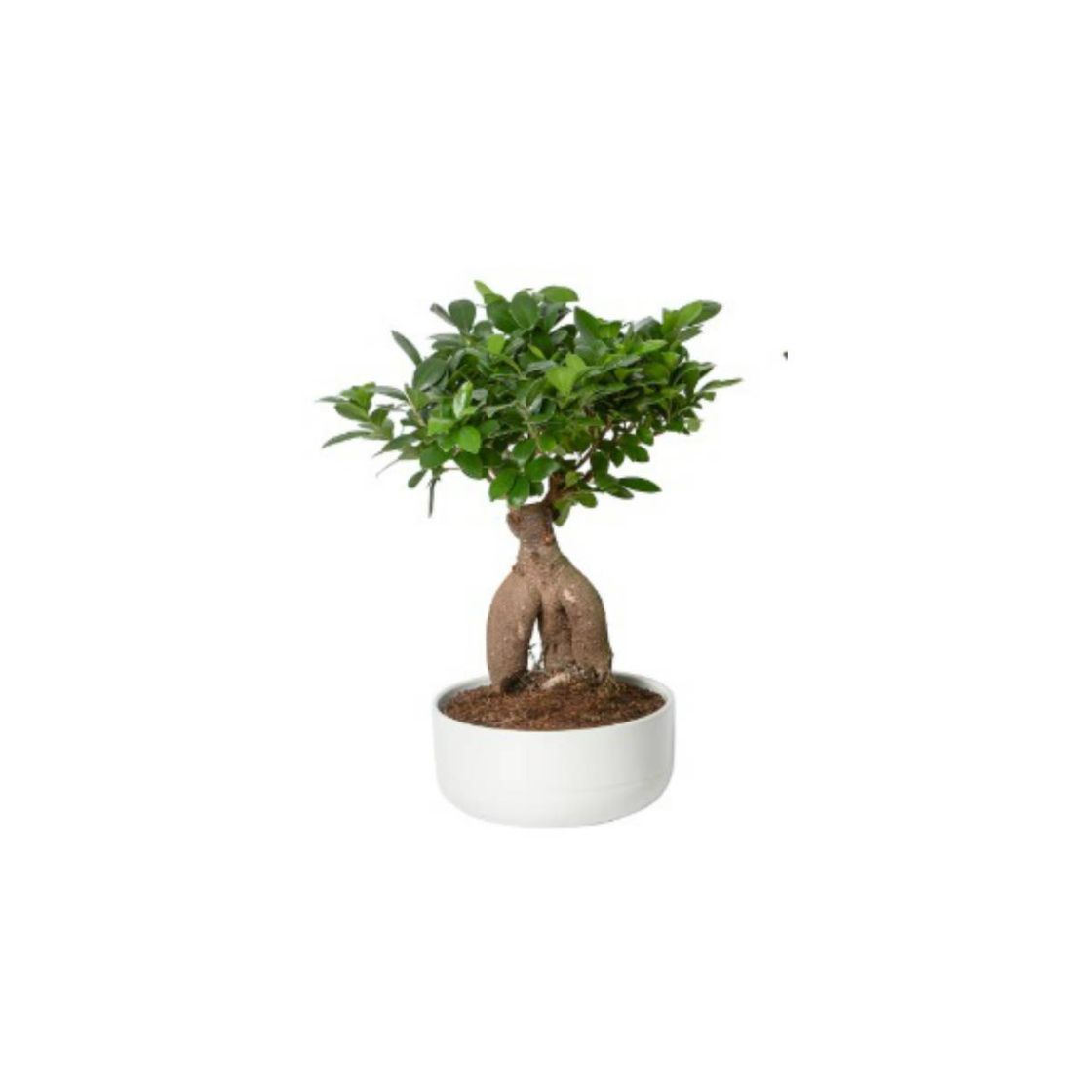 Social PLANTA IKEA • FICUS MICROCARPA GINSENG