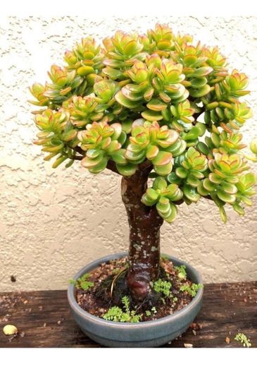 Planta Jade