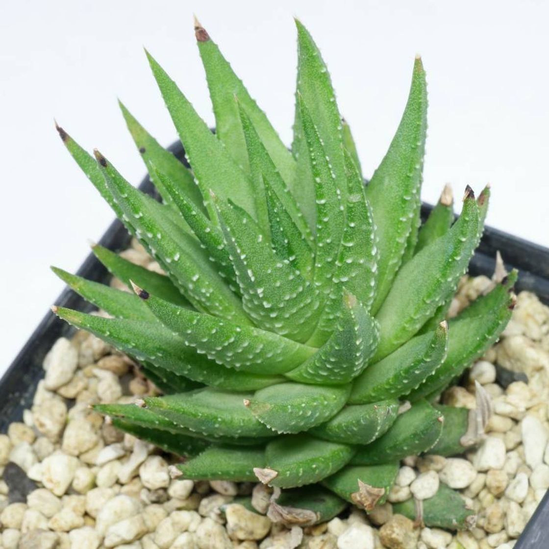 Moda Haworthia Fasciata