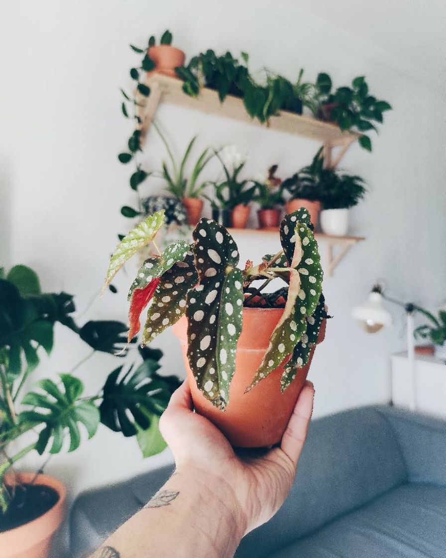 Social Begonia maculata 