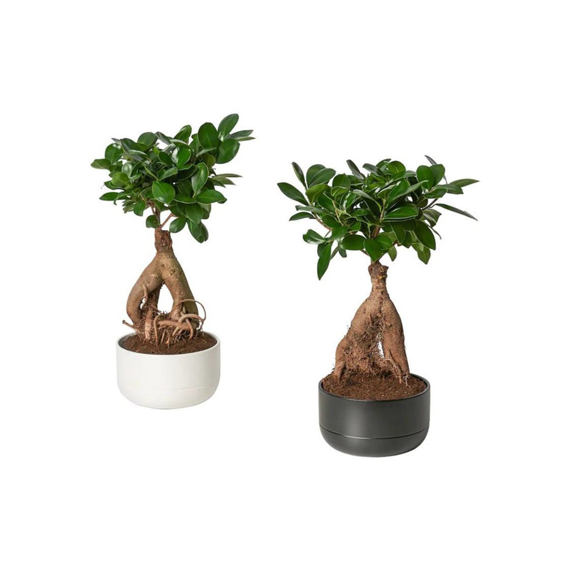 Social FICUS MICROCARPA GINSENG 14cm