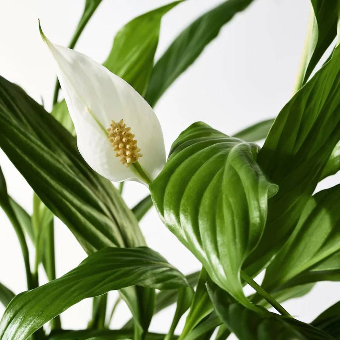 Social Spathiphyllum