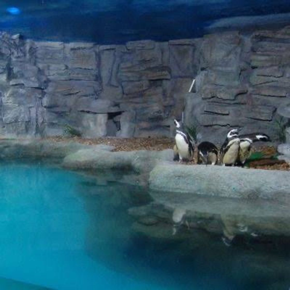 Lugar Aquário de São Paulo