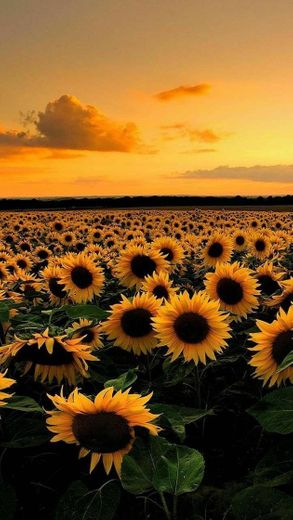 Wallpaper girasoles 