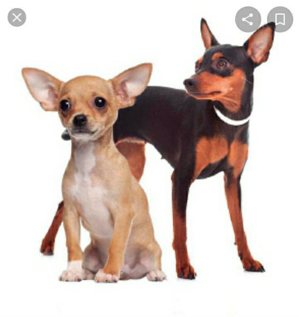 Moda Raça Pinscher Miniatura 