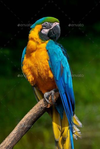 Arara Canindé encontrada em várias regiões 🇧🇷