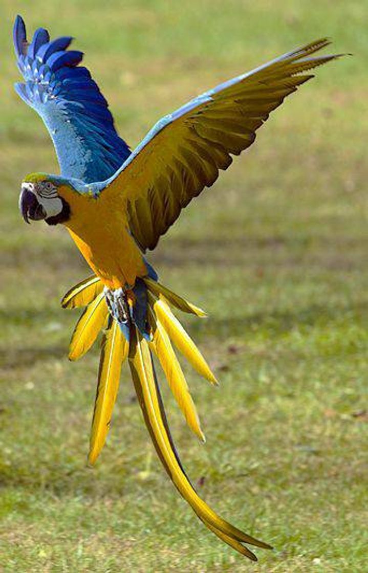 Fashion Arara Canindé encontrada em várias regiões 🇧🇷