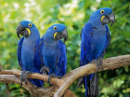 Arara azul-de-lear🇧🇷