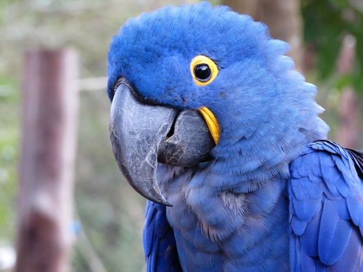 Arara Azul