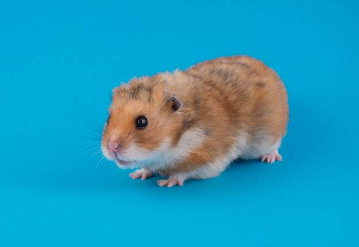 Moda Cuidados básicos de un Hamster