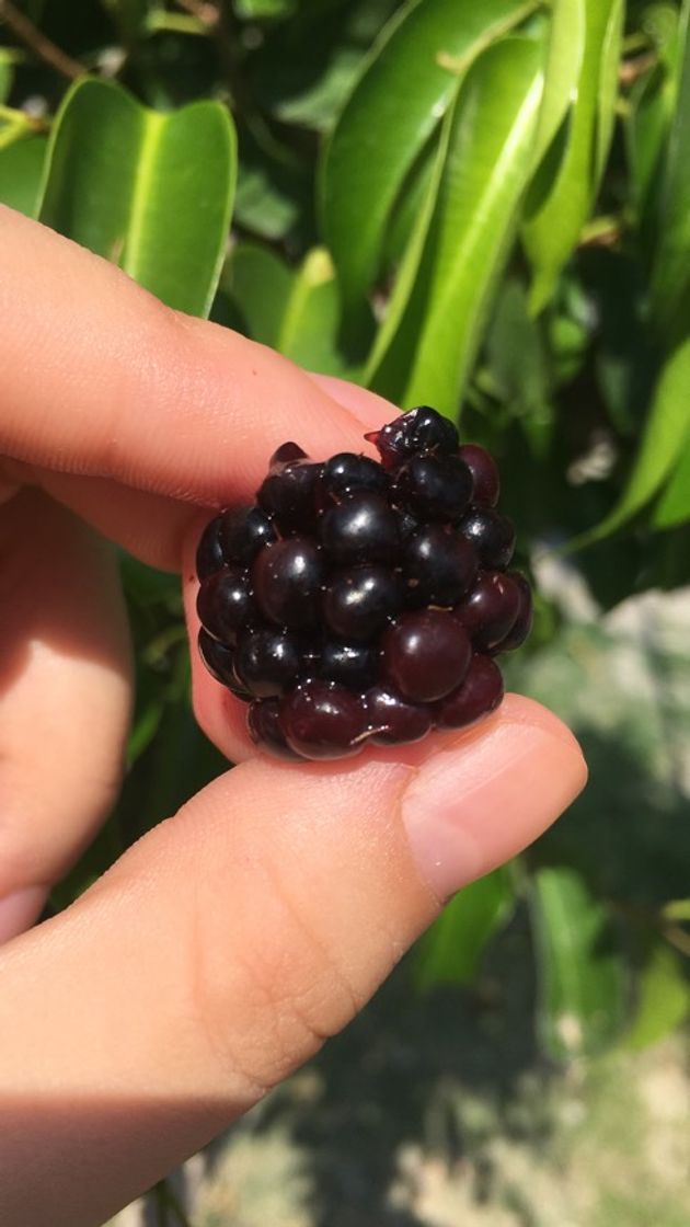 Products Rosepoem Blackberry Seeds Sweet Black Berry Giant Blackberries Triple Crown Blackberry Black Mulberry Semillas Frutas Semillas