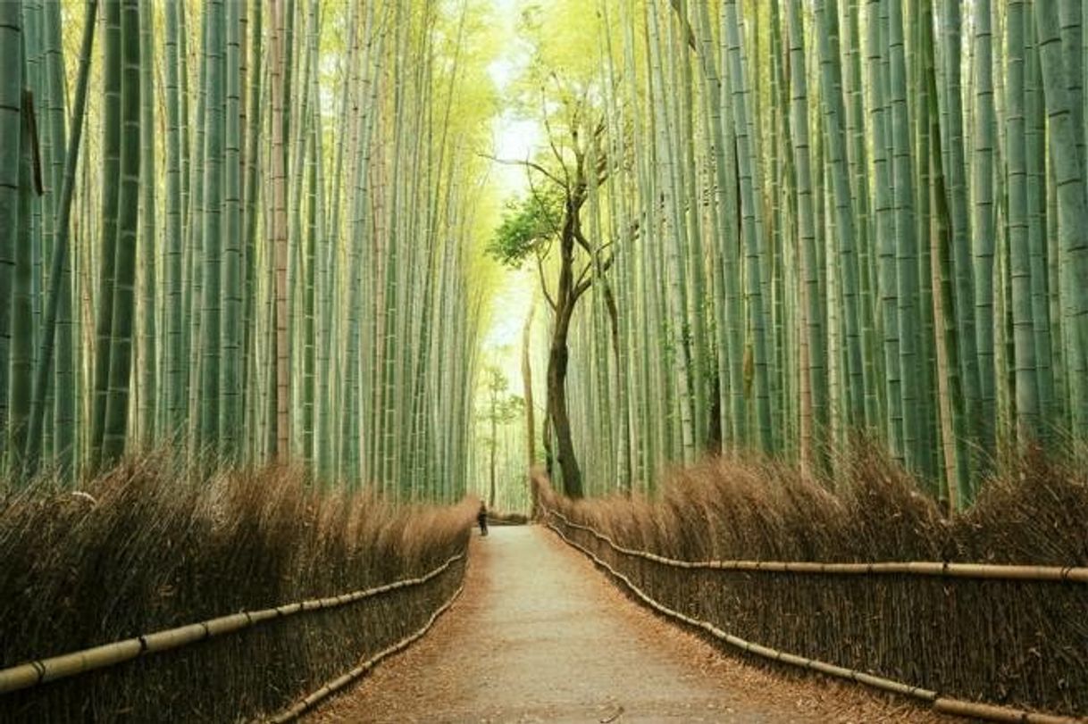 Bosque de Bambú