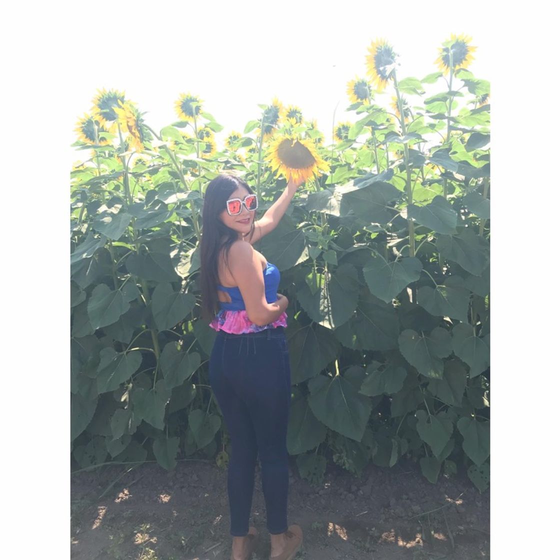 Fashion El santuario de los girasoles en Balancán, Tabasco 