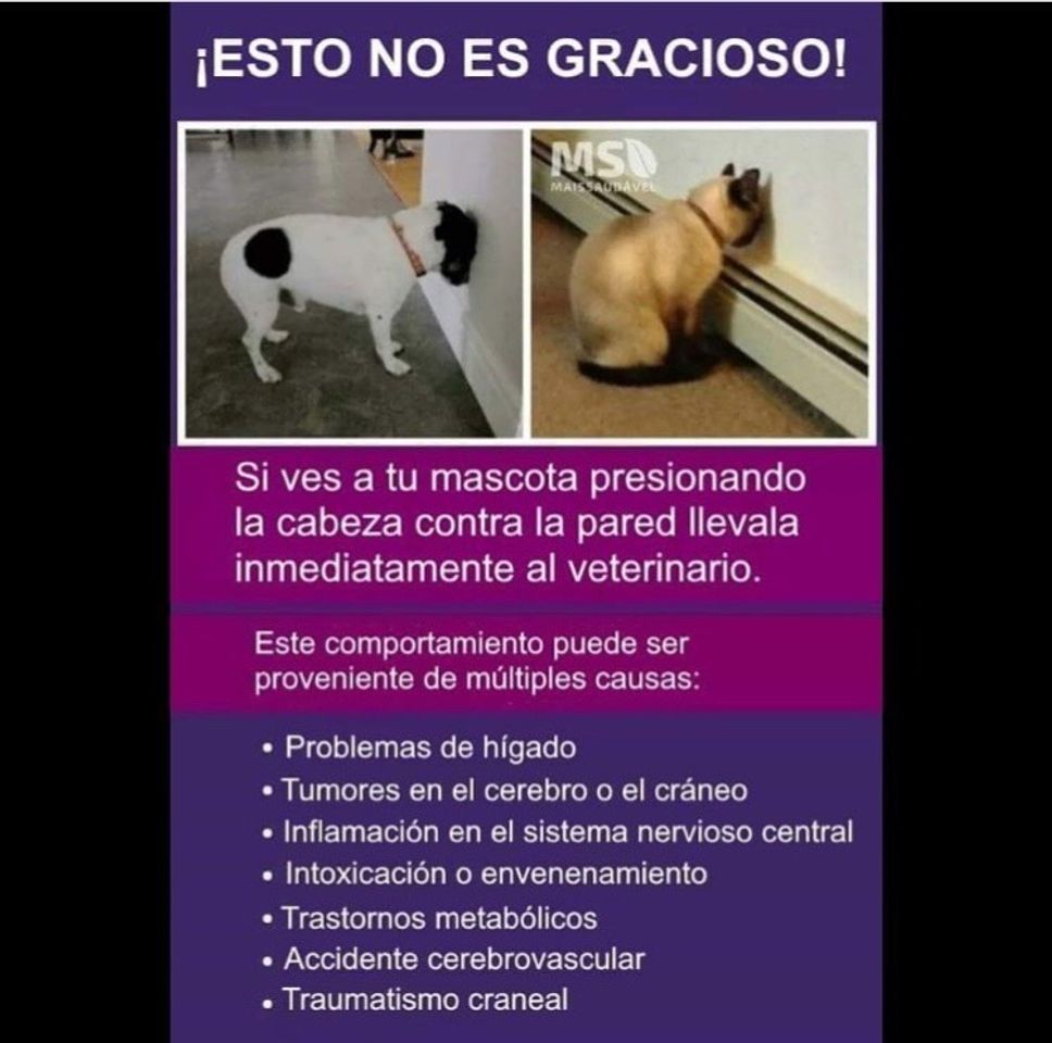 Moda Instagram con información sobre tu mascota