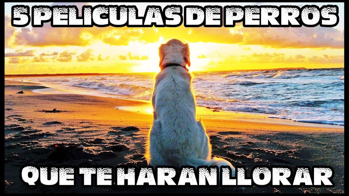 Social LAS 5 PELICULAS DE PERROS QUE TE HARAN LLORAR 😱😢