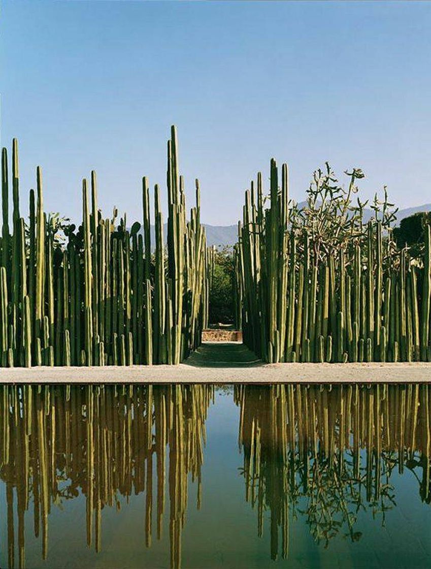 Fashion Jardín Etnobotánico de Oaxaca