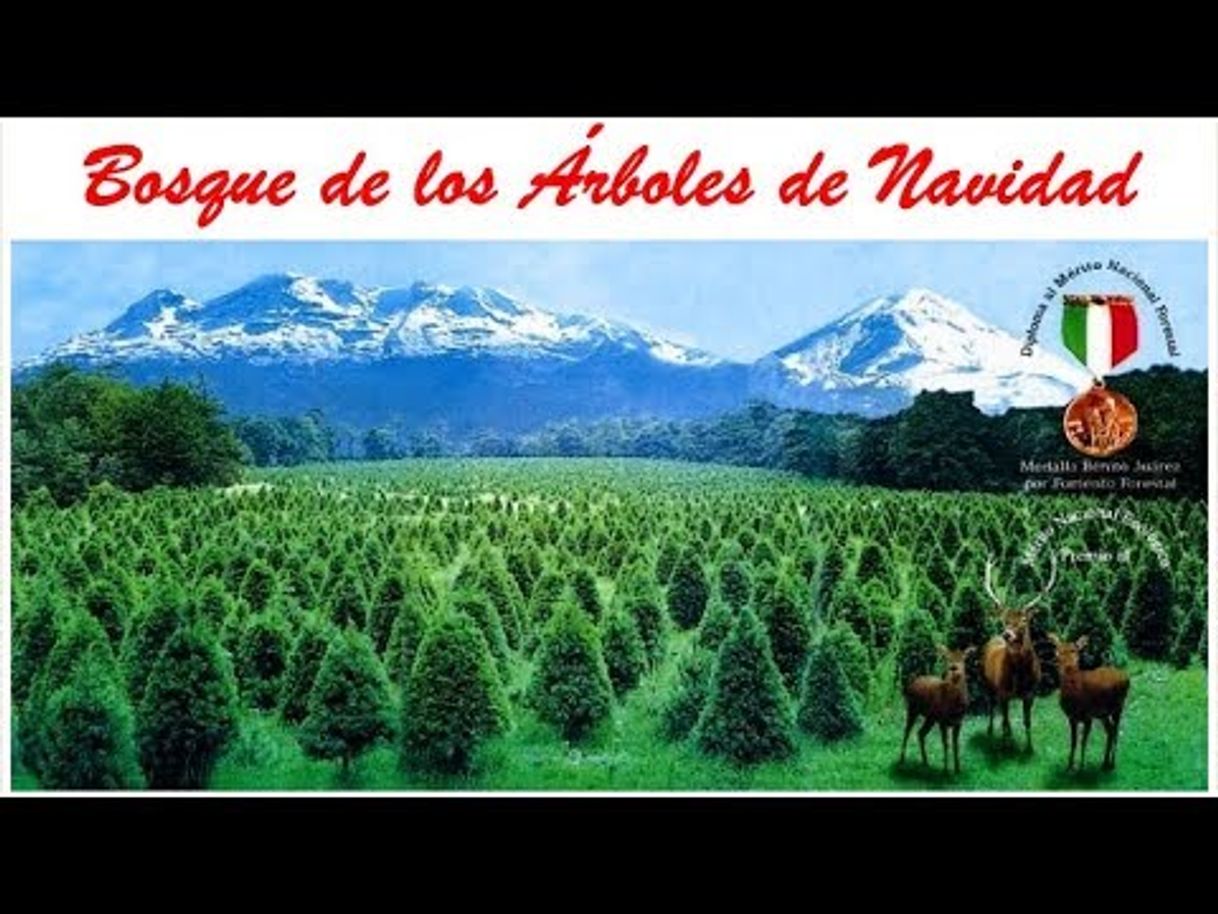 Place Bosque de los Árboles de Navidad