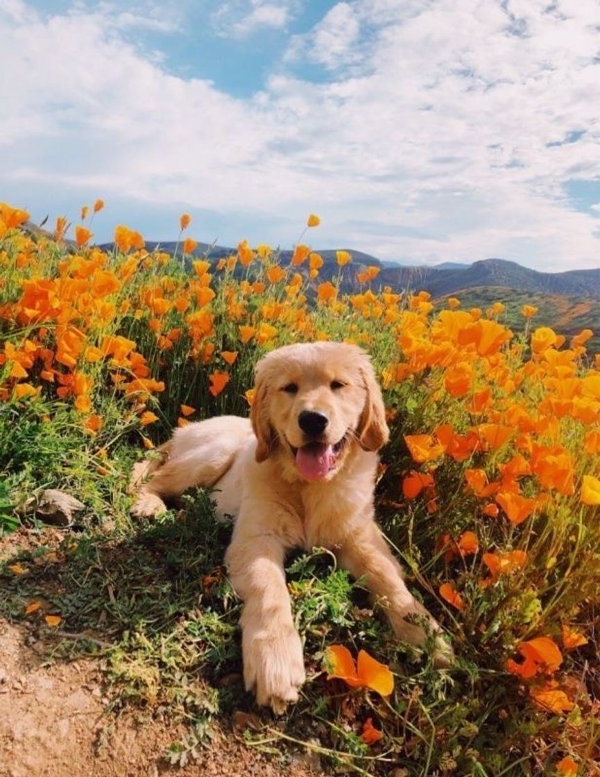 Social flor do campo 