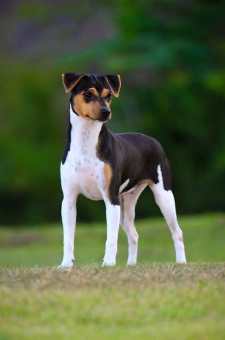 Social fox paulistinha 