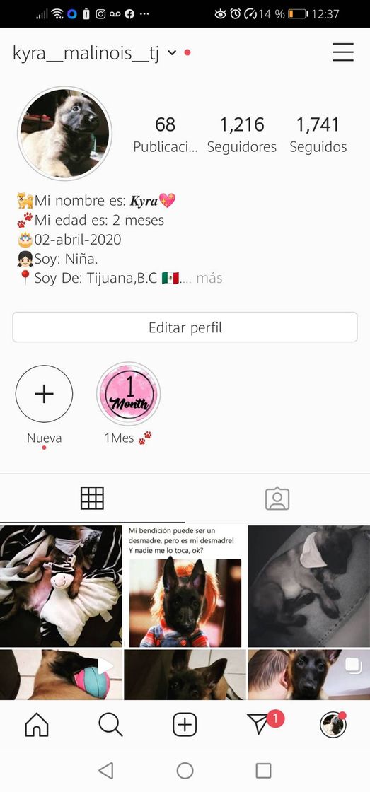 Fashion Pagina instagram de perros 