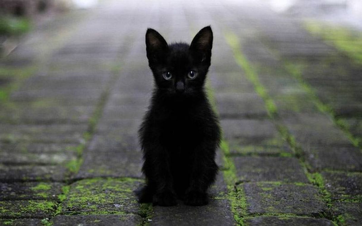 Moda Adopción de gatos negros 😌 Si te gusta Salem, consíguelo! 