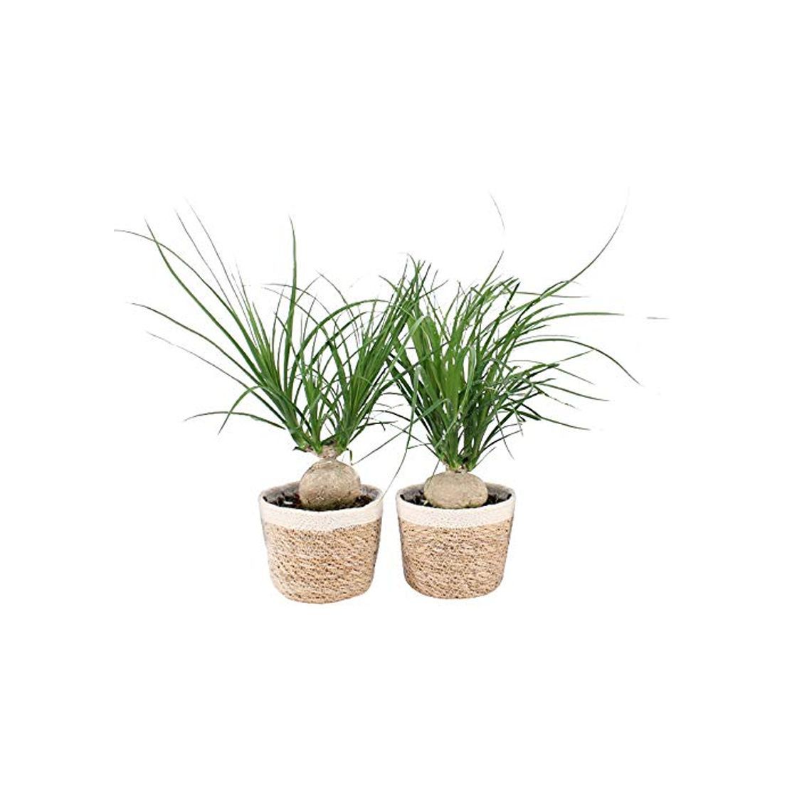 Product Plantas de interior de Botanicly – 2 × Pata de Elefante en