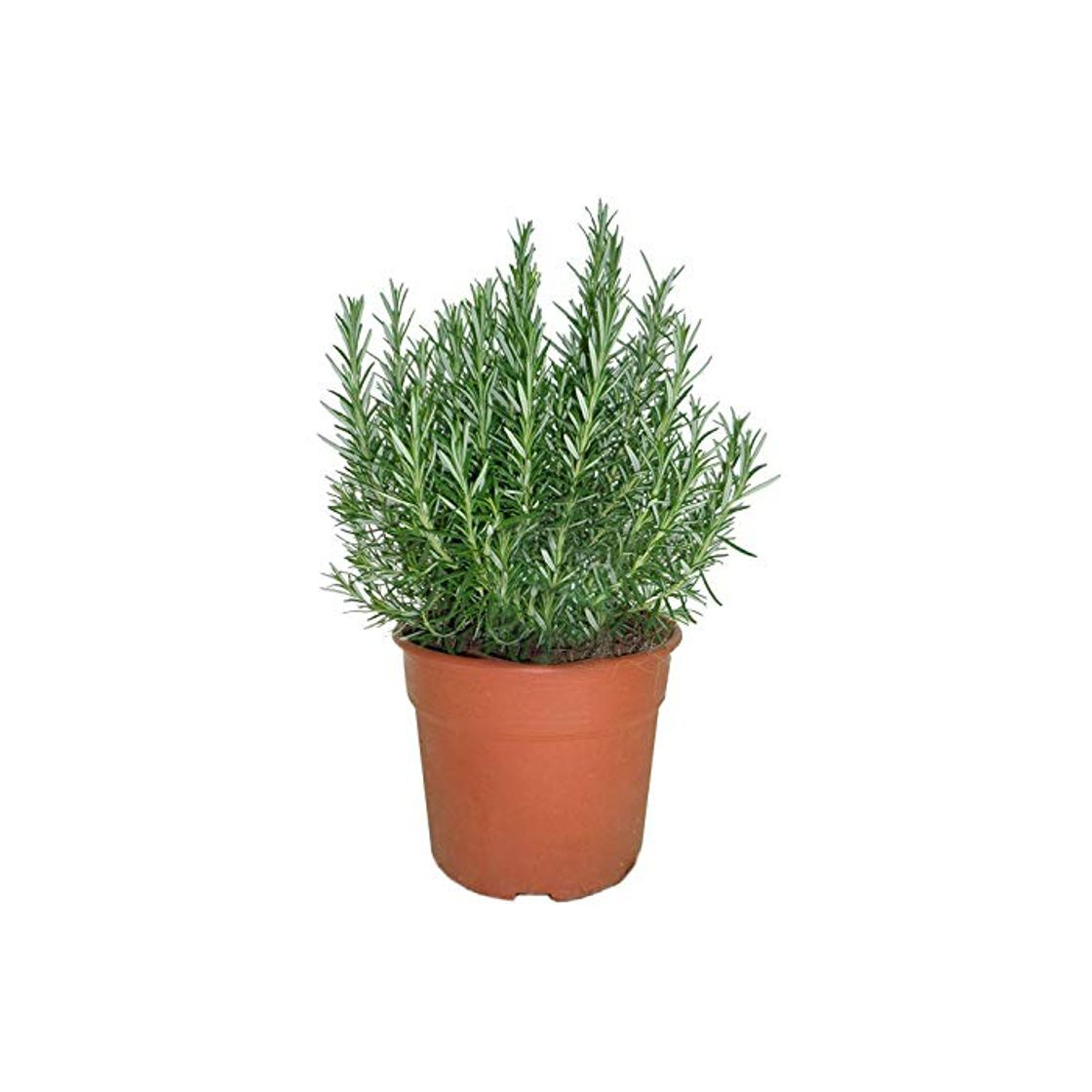 Social Romero Natural 10cm Planta Natural Aromática en Maceta Pequeña