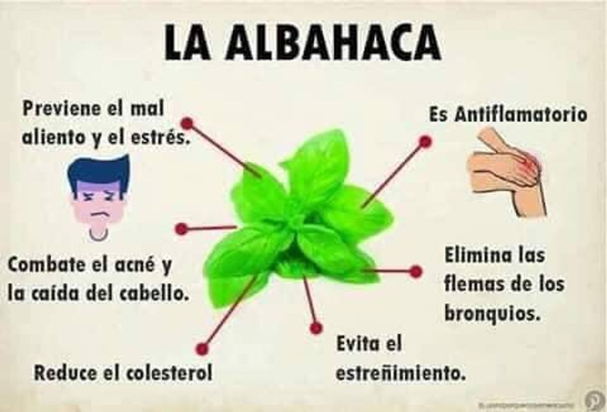 Social Semillas Aromáticas
