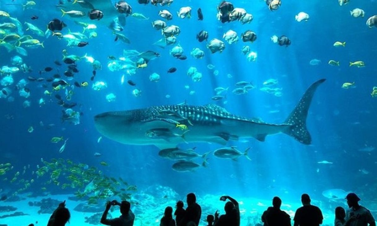 Lugar Georgia Aquarium