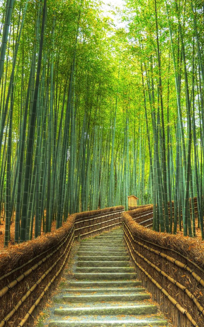 Place Arashiyama Bamboo Forest