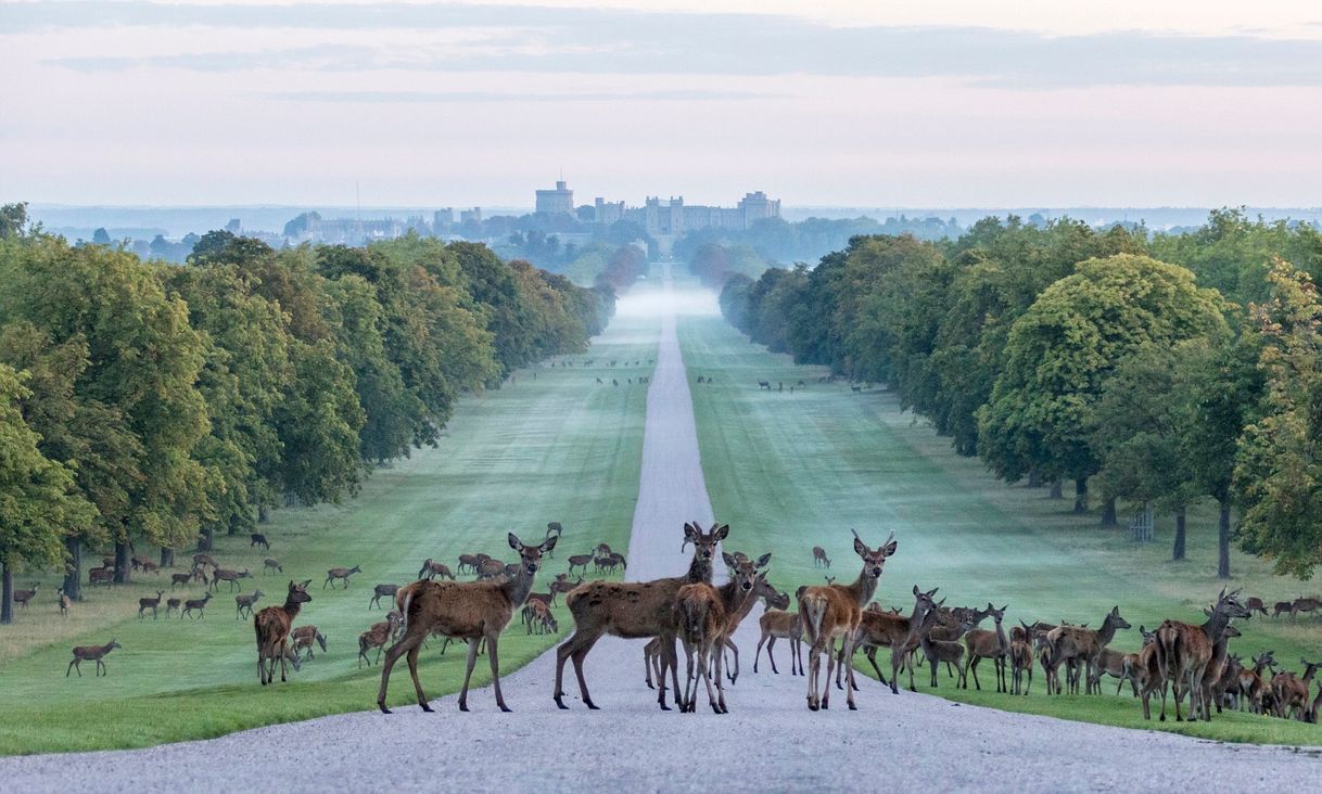 Lugar Windsor Great Park