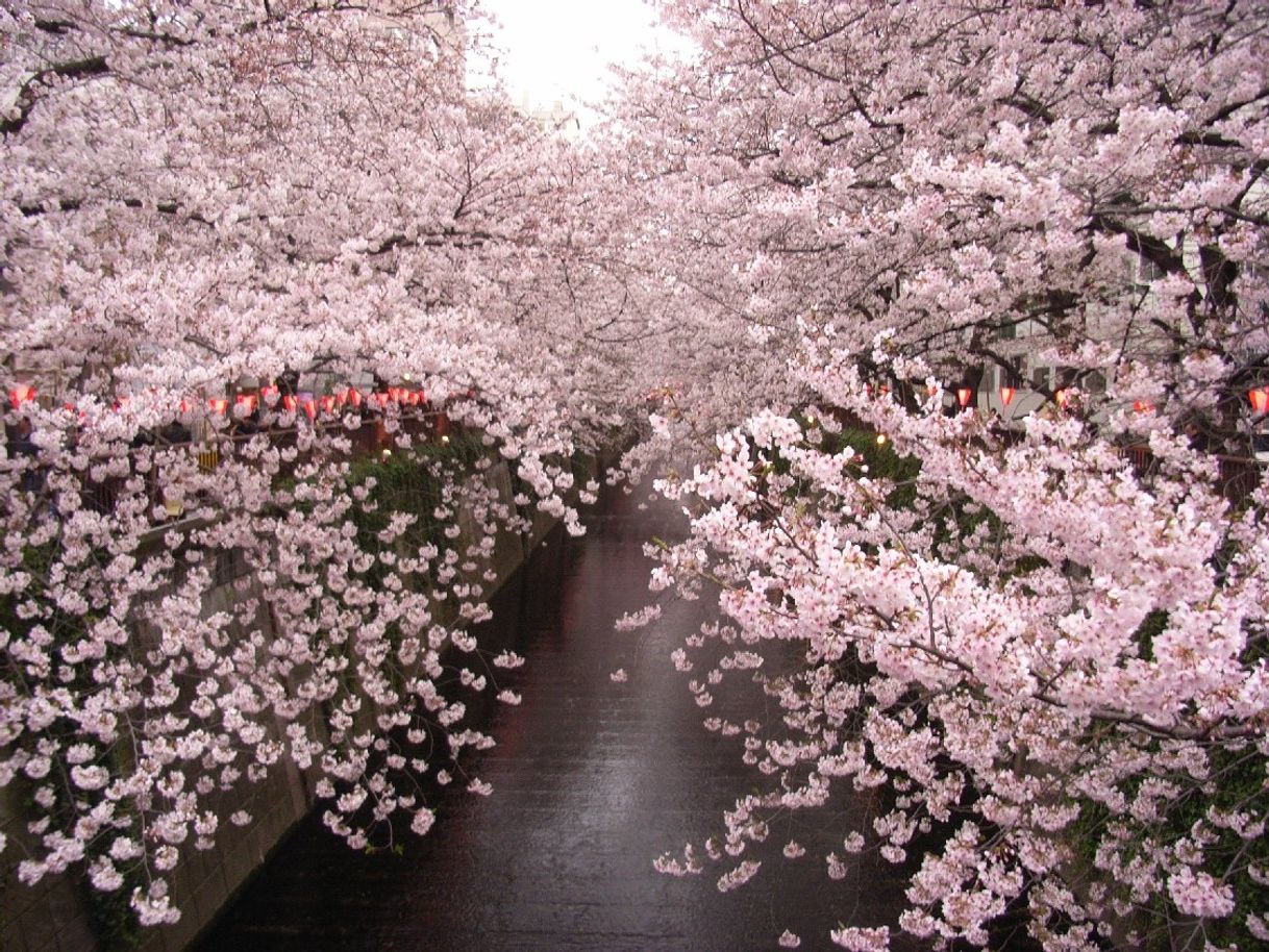 Lugar Meguro River Cherry Blossoms Promenade