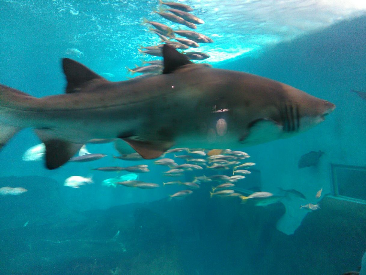 Place Acuario de Sevilla 