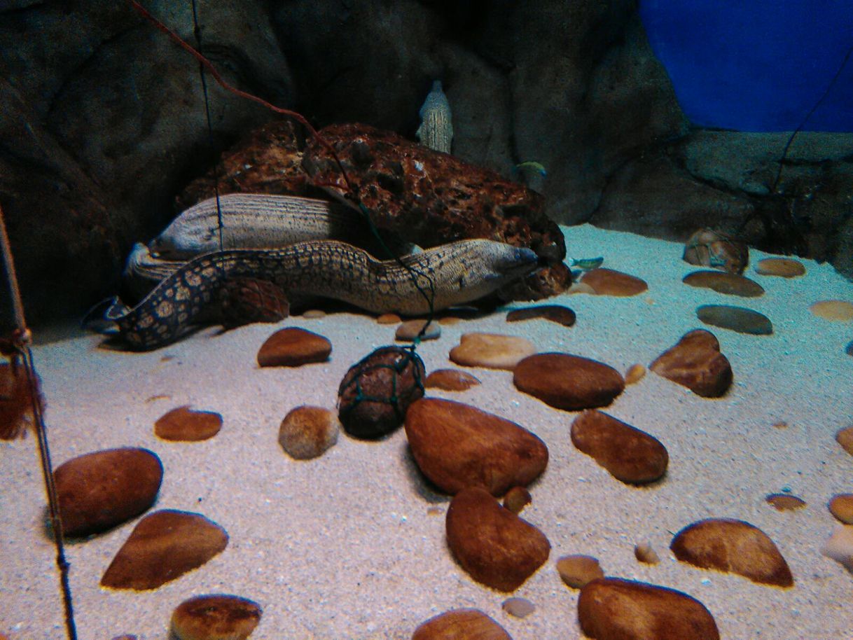 Place Acuario de Sevilla 