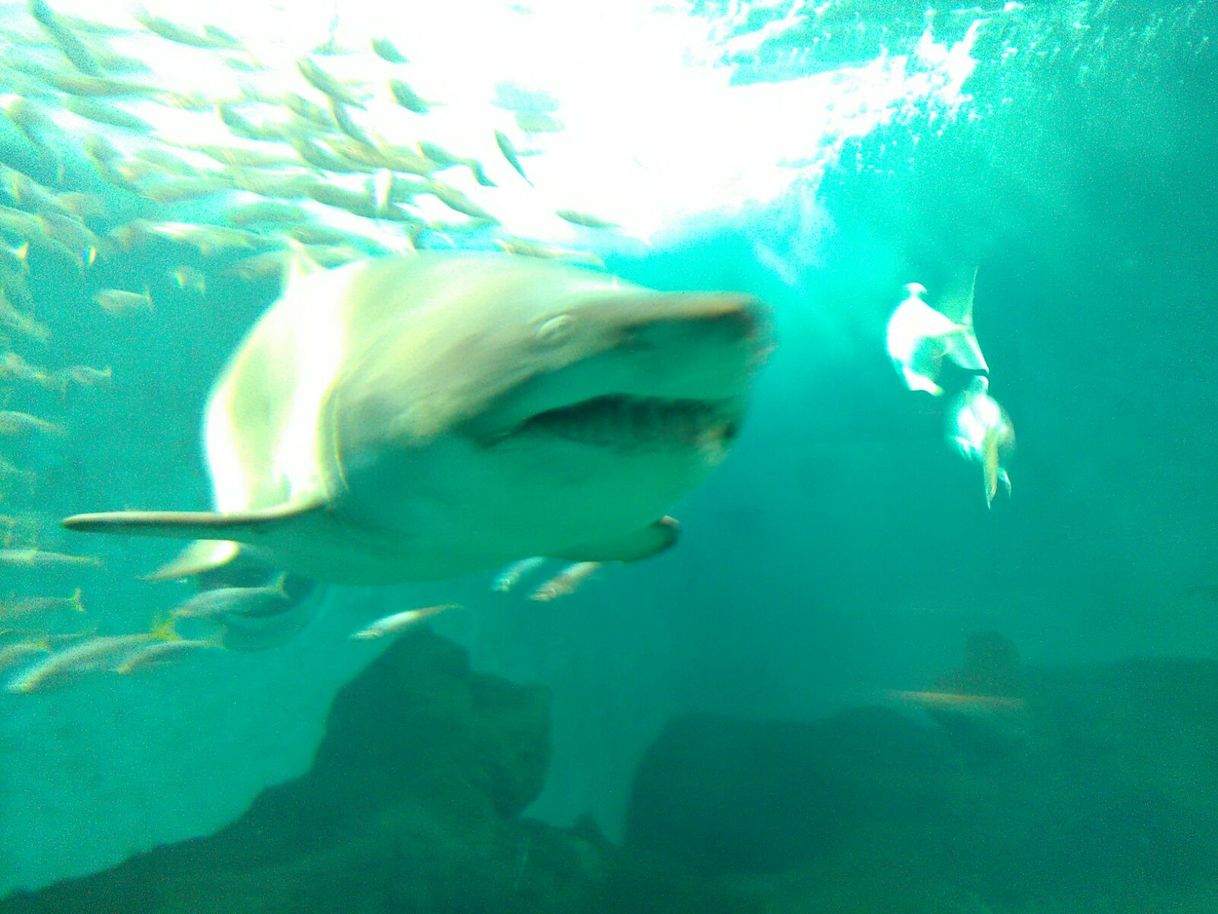 Place Acuario de Sevilla 