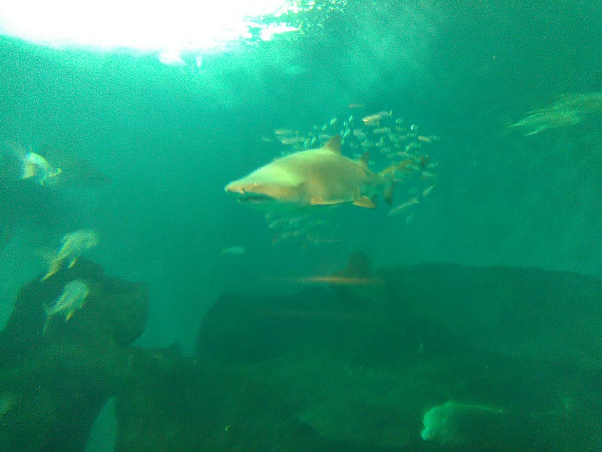 Place Acuario de Sevilla