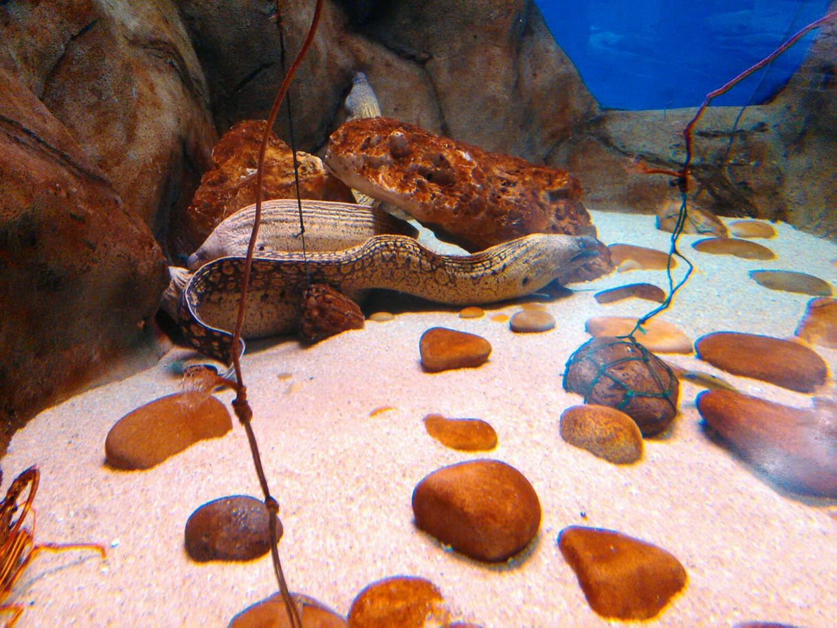 Place Acuario de Sevilla 