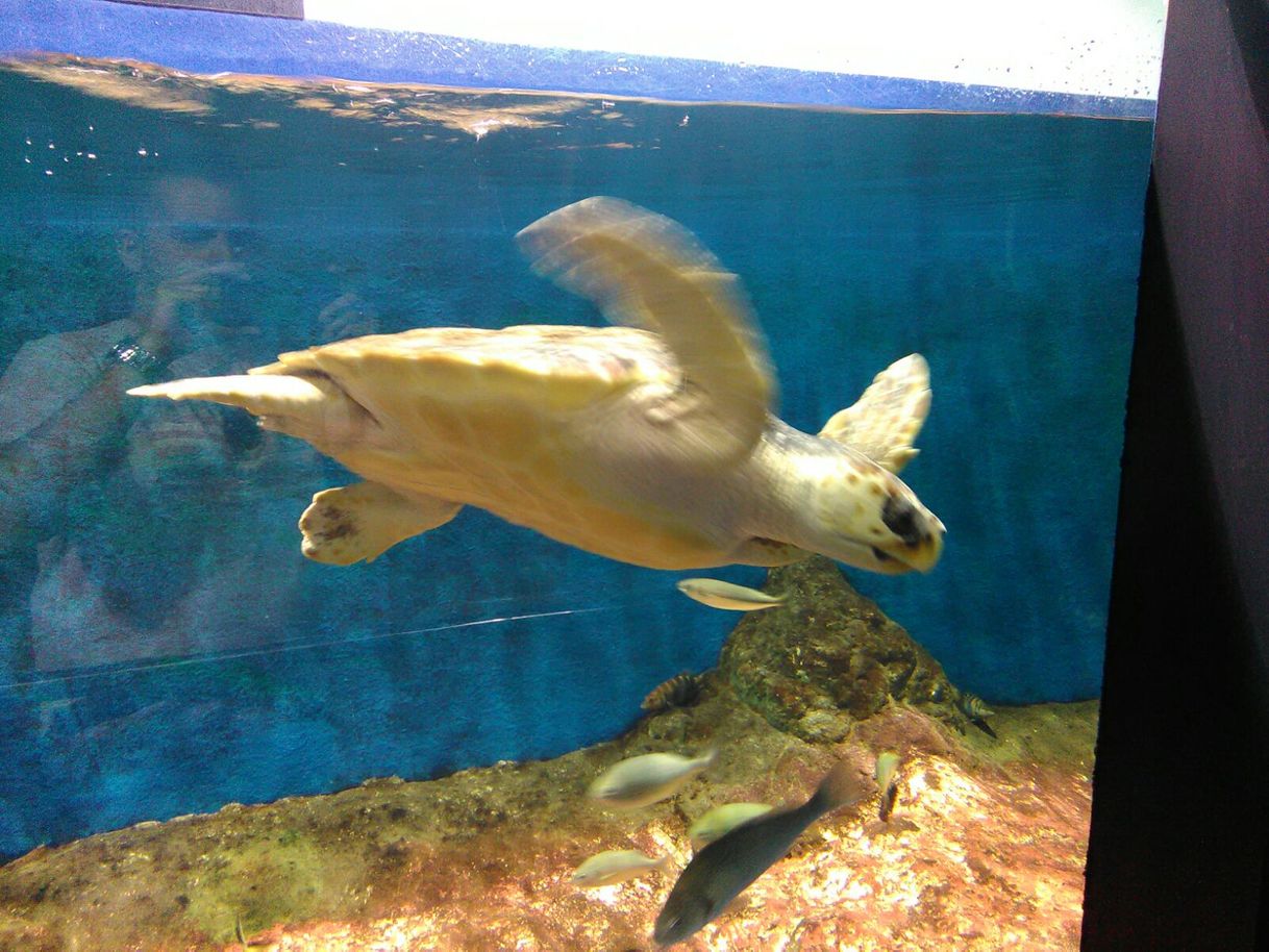 Place Acuario de Sevilla