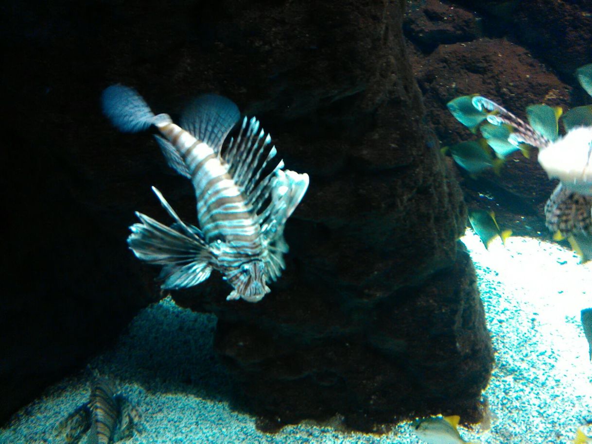 Place Acuario de Sevilla