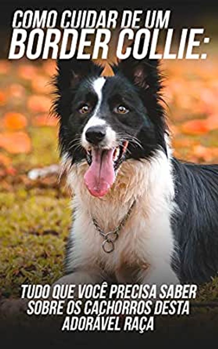 Moda PET É o melhor amigo  Border collie