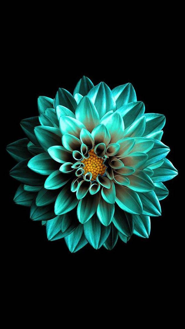 Fashion Amoled Flower Amoled wallpaper by ManishGaikar - 63 - Zedge