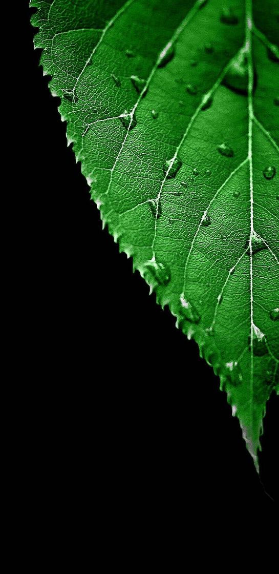 Fashion AMOLED green leaf wallpaper by girardjeremie - Free on ZEDGE™