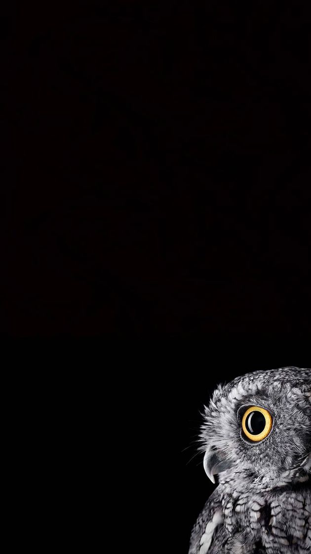 Fashion Amoled black owl wallpaper by TH3_H4CK3R - 42 - Free on ZEDGE™