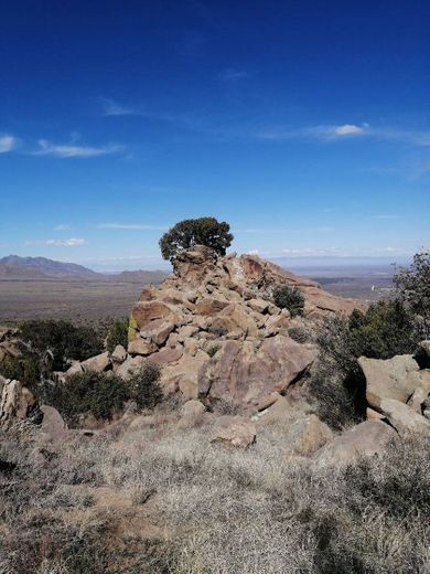 Organ Mountain Trail