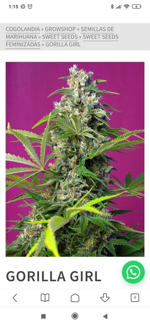 Social Semilla feminizada de marihuana gorilla girl