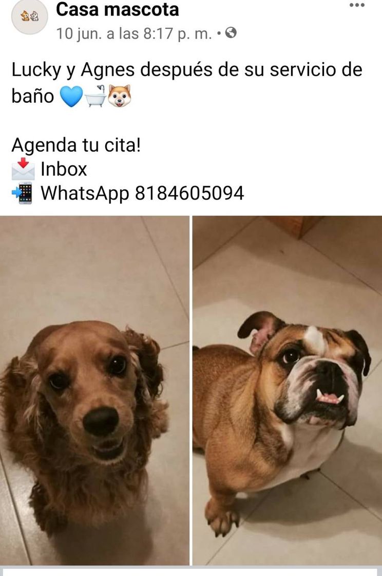 Social Casa Mascota ‼️VACUNAS A DOMICILIO‼️

