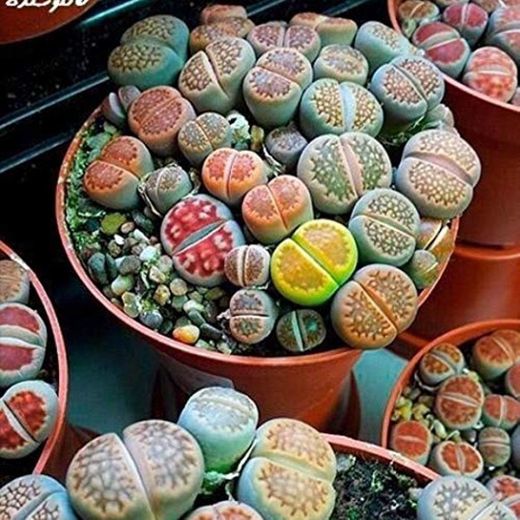 MURIEO jardín- 100 Unids Semillas Mixtas Suculentas Rare Living Stones Cactus Planta
