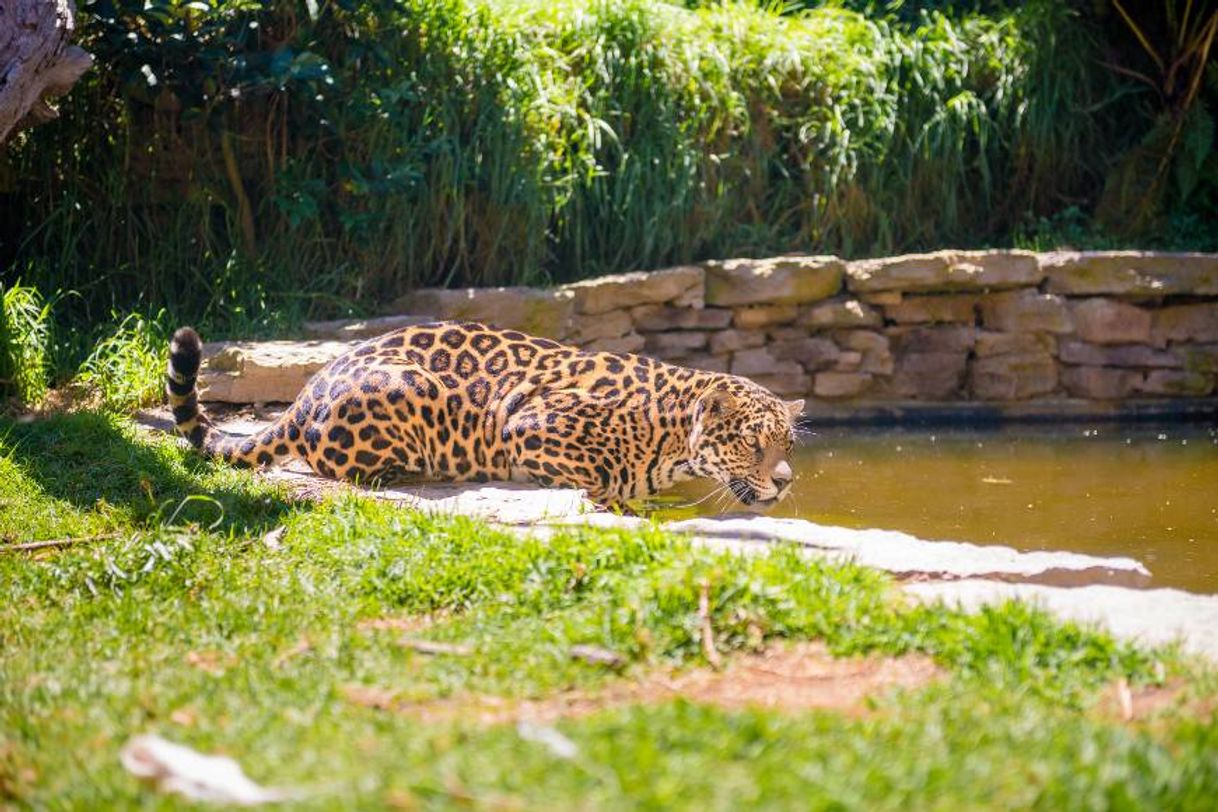 Lugar Parque zoológico Guátika