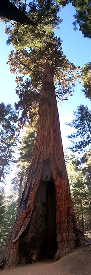 Mariposa Grove